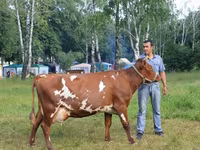 Vaca, Raza Holstein — foto 8