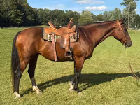 Kobyła, Quarter Horse — zdjęcie 1
