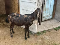Ziege, Kamori goats — Foto 6
