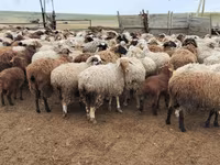 Oveja, Katum sheep — foto 7