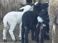 Oveja, Katum sheep — foto 2