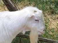 बकरा, LaMancha goats — फ़ोटो 1