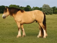 Cavalo, Gypsy horse — foto 1