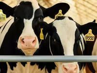 Kuh, Holstein-Rasse — Foto 3