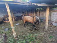 Bode, LaMancha goats — foto 2