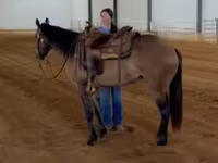 Kısrak, Quarter Horse — foto 7