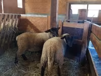 Sheep, Baerchuke sheep — photo 1