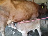 İnek, Red Estonian cattle — foto 4
