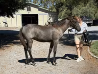 Mare, Rocky Mountain Horse — photo 8