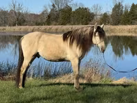 Horse (M), Rocky Mountain Horse — photo 8
