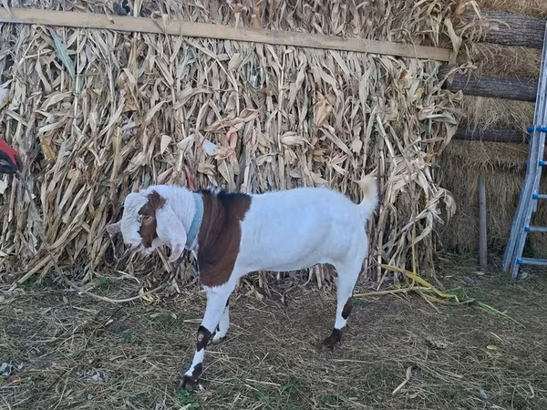 Bode, Nubian Goat