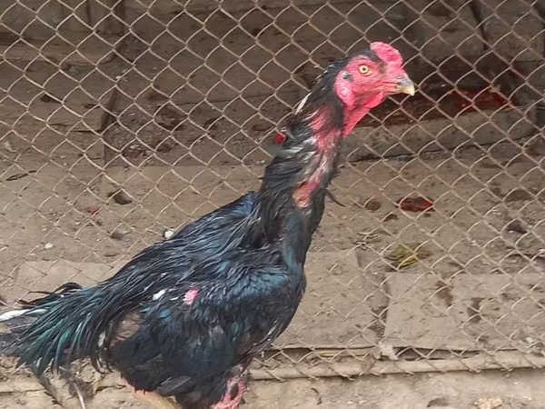 Chickens