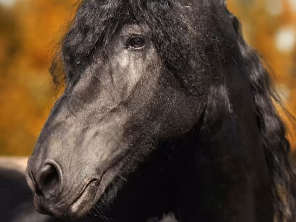 Horse (M), Friesian
