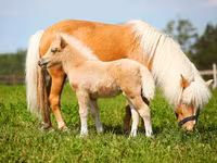 Cheval, American shetland pony — photo 2