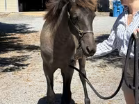 Mare, Rocky Mountain Horse — photo 4
