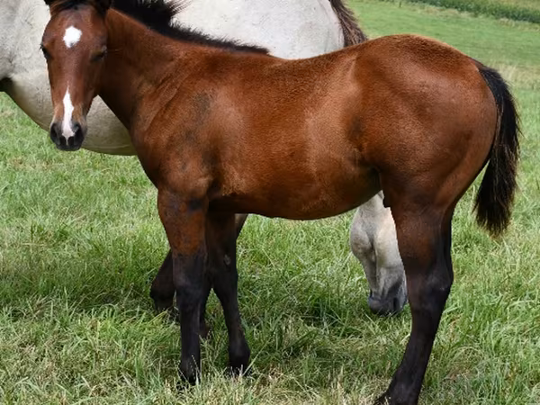 公马, Quarter Horse