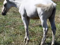 母马, Quarter Horse — 照片 3