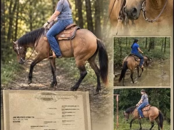 Mare, Quarter Horse