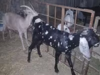 Oğlak, Beetal goats — foto 2