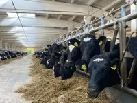 Kuh, Holstein-Rasse — Foto 2