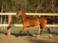 Cheval, Akhal-Teke — photo 3