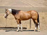 雌馬, Quarter Horse — 写真 1
