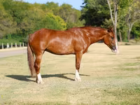 Mare, Horses — photo 1