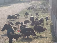 Norfolk Black — foto 6