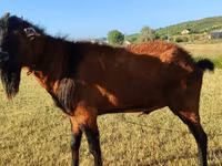 Koza, Saanen goat — zdjęcie 5
