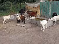 Oğlak, Pomellata goat — foto 5