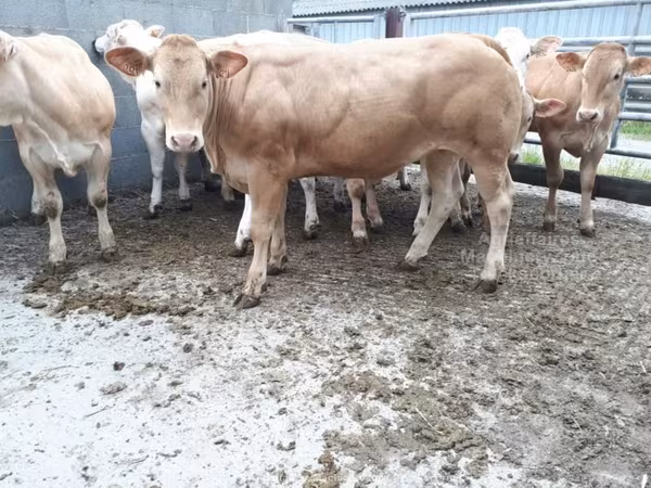 Cow, Cast cow