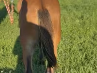 Horse (M), Rocky Mountain Horse — photo 2