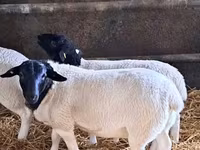Ram, Dorper sheep — photo 1