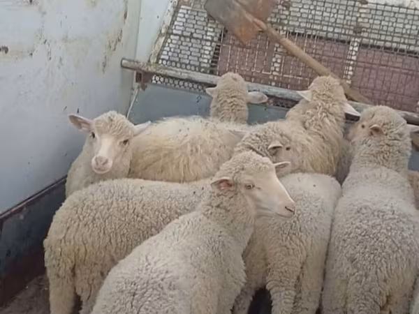Merino sheep