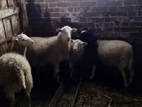 Carnero, Katum sheep — foto 2