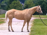 Cheval, Quarter Horse — photo 3