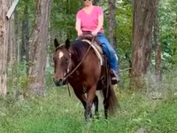 Kobyła, Quarter Horse — zdjęcie 5