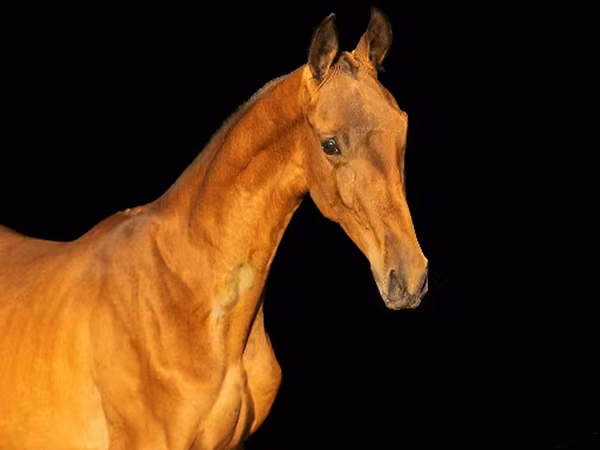 Horse (M), Akhal-Teke