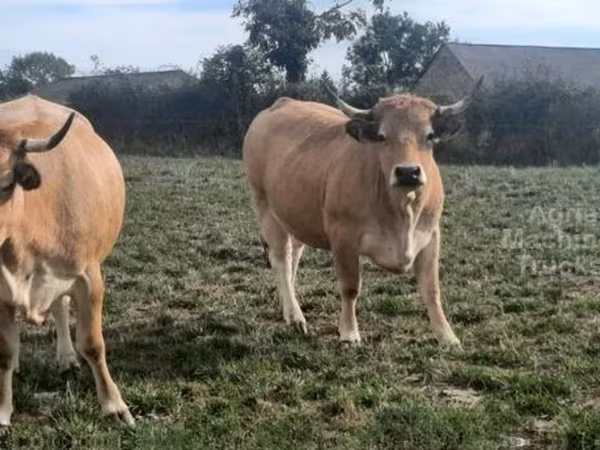 Cow, Aubrac cattle