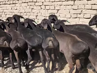Caballo, Caballos — foto 1