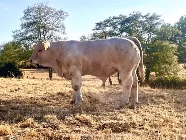 Bull, Charolais cattle