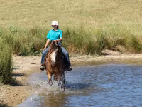 Cavalo, Gypsy horse — foto 5