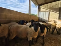 Ram, White Suffolk sheep — photo 2
