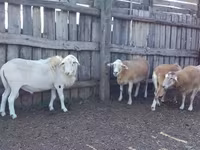 Carneiro, Katum sheep — foto 1
