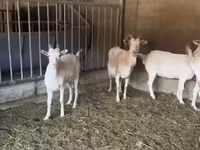 Keçi, Pomellata goat — foto 2
