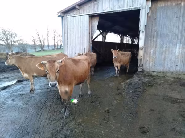 Cow, Jersey breed