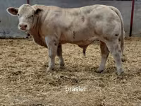 Bull, Charolais cattle — photo 1