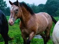 Horse (M), Palomino — photo 7