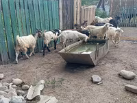 Oğlak, Pomellata goat — foto 6