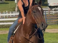 Kobyła, Quarter Horse — zdjęcie 3